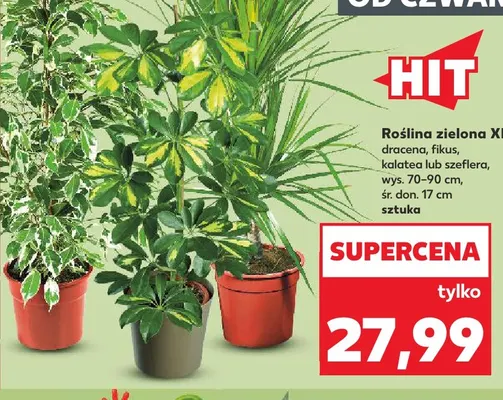 Roślina zielona Xl fikus promocja w Kaufland
