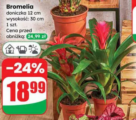 Bromelia promocja w Dino