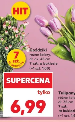 Goździki dł. ok. 45cm promocja w Kaufland
