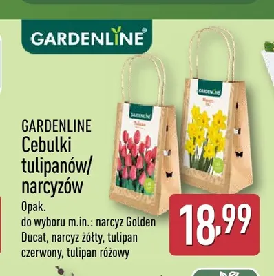 Cebulki tulipan różowy Gardenline promocja w Aldi