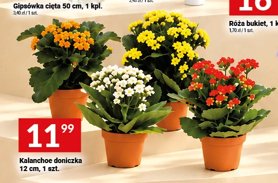 Kalanchoe doniczka 12 cm promocja w Twój Market