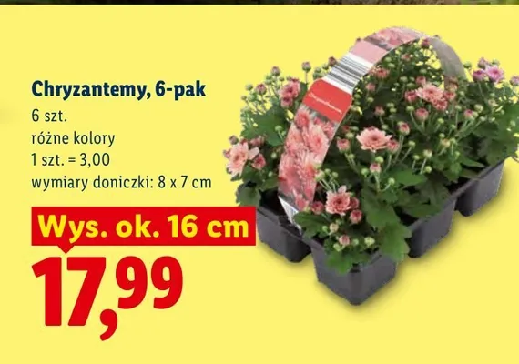 Chryzantemy 6-pak promocja w Lidl