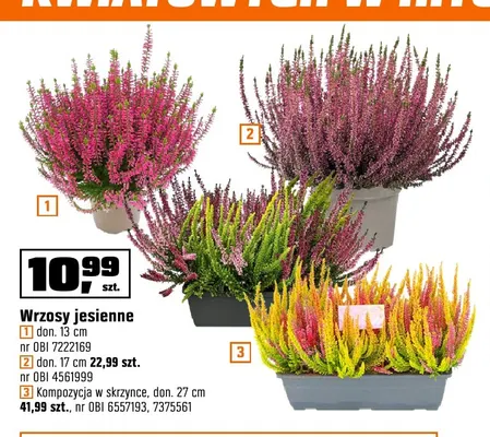 Wrzosy jesienne kompozycja w skrzynce don. 27 cm promocja w OBI