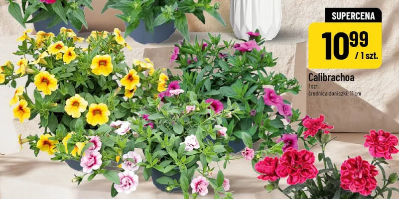 Calibrachoa promocja w POLOmarket