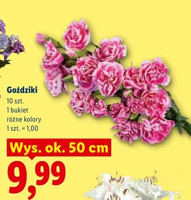 Goździki bukiet 10-pak promocja w Lidl