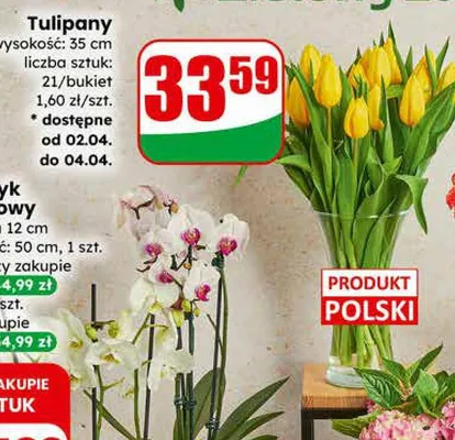Tulipany promocja w Dino