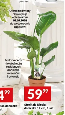 Strelitzia Nicolai doniczka promocja w Twój Market