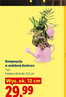 Kompozycja w ozdobnej doniczce promocja w Lidl