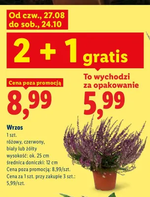 Wrzos promocja w Lidl