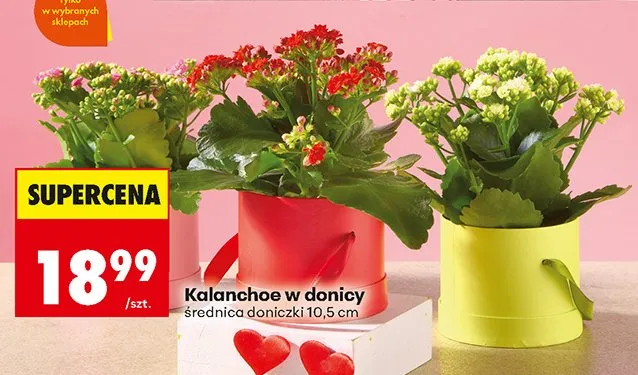 Kalanchoe w donicy średnica doniczki 10,5 cm promocja w Biedronka