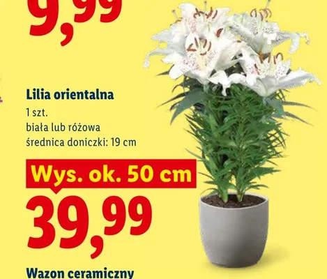 Lilia orientalna biała promocja w Lidl