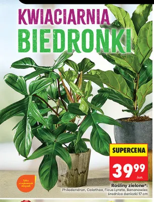 Roślina zielona Bananowiec średnica doniczki 17 cm promocja w Biedronka