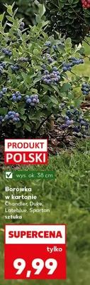 Borówka w kartonie  promocja w Kaufland