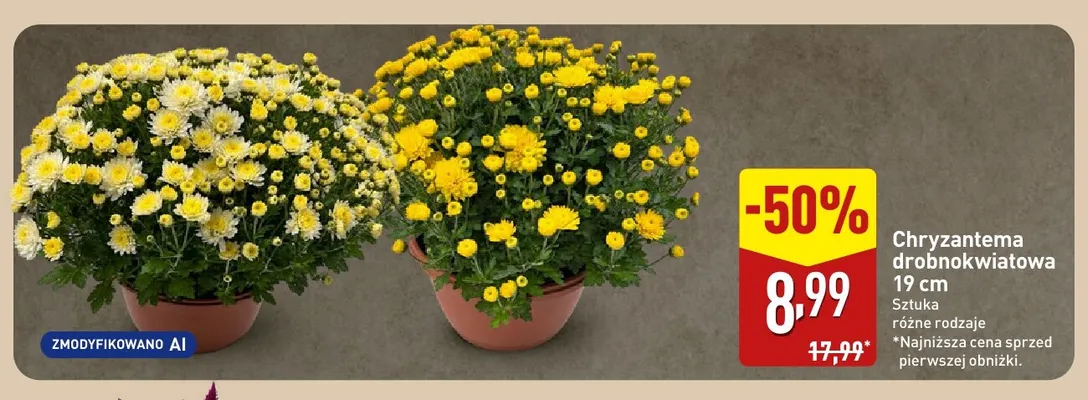 Chryzantema drobnokwiatowa 19 cm promocja w Aldi