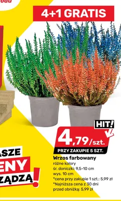 Wrzos farbowany śr. 9,5-10 cm wys. 10 promocja w Bricomarche