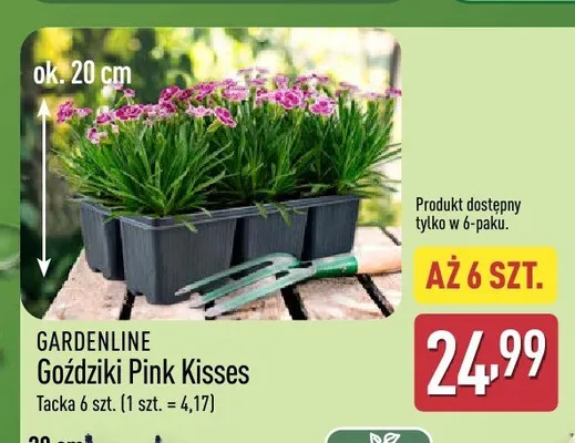 Goździki Pink Kisses Gardenline 6-pak promocja w Aldi