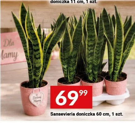 Sansevieria doniczka 60cm promocja w Twój Market