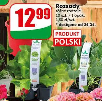 Rozsady promocja w Dino