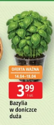 Bazylia w doniczce duża promocja w Leclerc