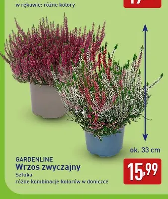 Wrzos zwyczajny Gardenline promocja w Aldi