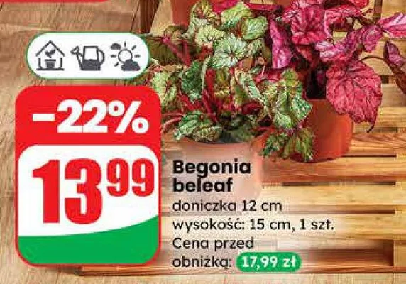 Begonia beleaf promocja w Dino