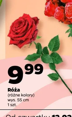 Róża, różne kolory promocja w Netto