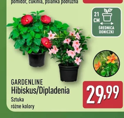 Hibiskus i Dipladenia GARDENLINE promocja w Aldi