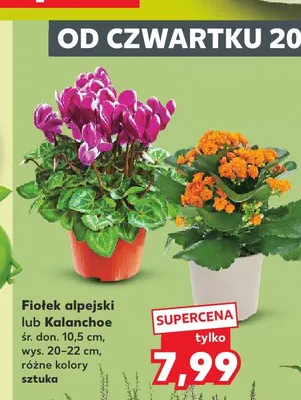 Kalanchoe promocja w Kaufland