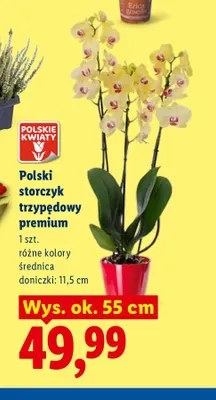 Storczyk trzypędowy premium promocja w Lidl