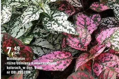 Niedośpiał różne odmiany o intensywnych kolorach promocja w OBI