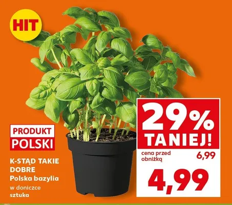 Bazylia w doniczce sztuka promocja w Kaufland
