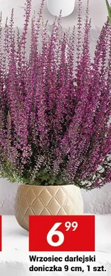 Wrzosiec darlejski doniczka 9 cm, 1 szt. promocja w Twój Market