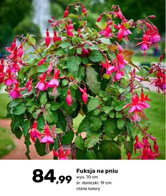 Fuksja na pniu promocja w Bricomarche