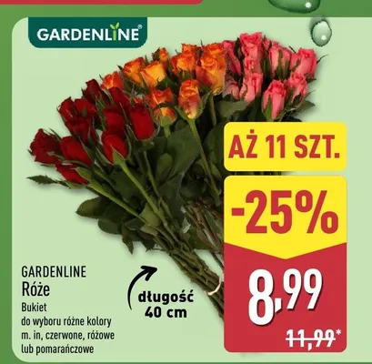 Róże bukiet 11 szt. promocja w Aldi