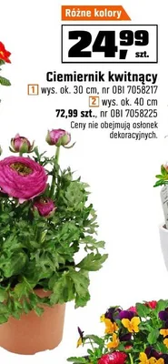 Kompozycja bratków i stokrotek doń. 27 cm promocja w OBI