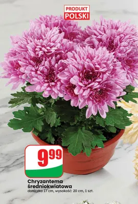 Chryzantema średniokwiatowa doniczka 17 cm promocja w Dino