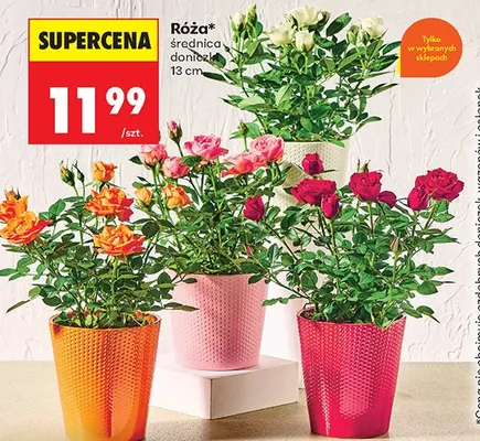 Róża w doniczce, różne kolory promocja w Biedronka