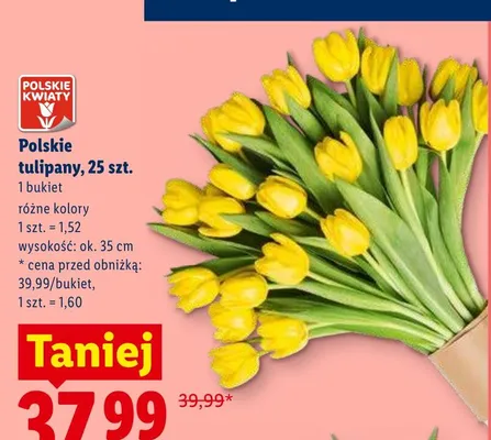 Polskie tulipany wys. ok. 35cm promocja w Lidl