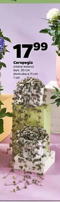 Ceropegia promocja w Netto