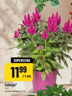 Celozja promocja w POLOmarket