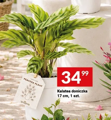 Kalatea doniczka 17cm promocja w Twój Market
