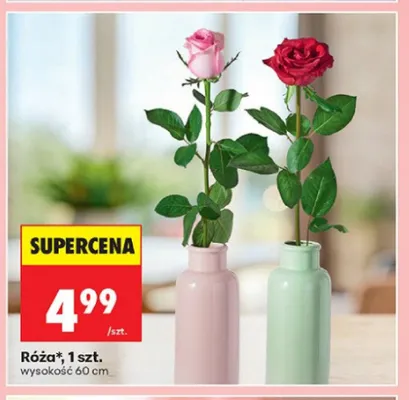 Róża wysokość 60cm promocja w Biedronka