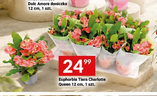 Euphorbia Tiara Charlotte Queen 12 cm promocja w Twój Market