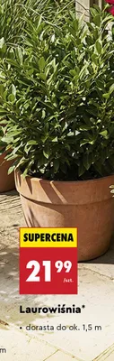 Laurowiśnia promocja w Biedronka