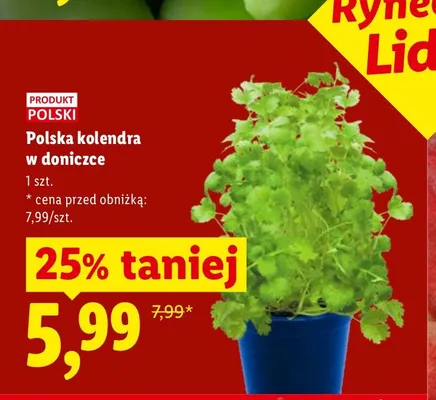 Kolendra w doniczce Polska promocja w Lidl