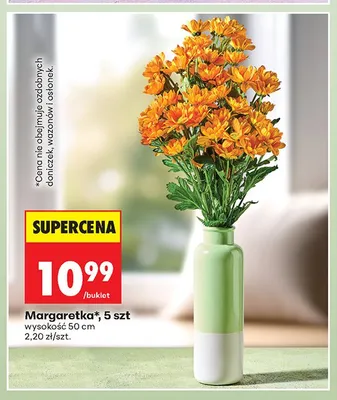 Margaretka 5-pak promocja w Biedronka