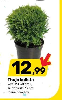 Thuja kulista wys. 20-30cm śr. doniczki 17cm promocja w Bricomarche