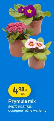Roślina Prymula mix promocja w Castorama