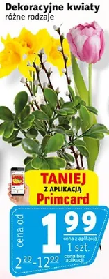Dekoracyjne kwiaty różne rodzaje promocja w Prim Market