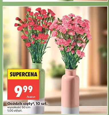 Goździk cięty wysokość 50cm promocja w Biedronka